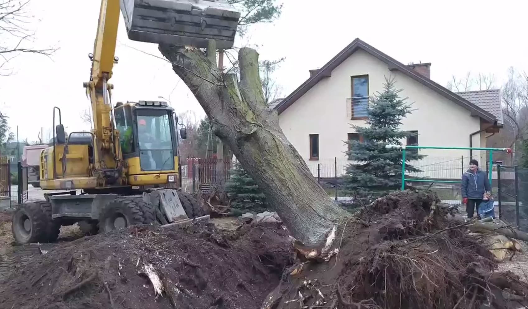Usuwanie i karczowanie drzew